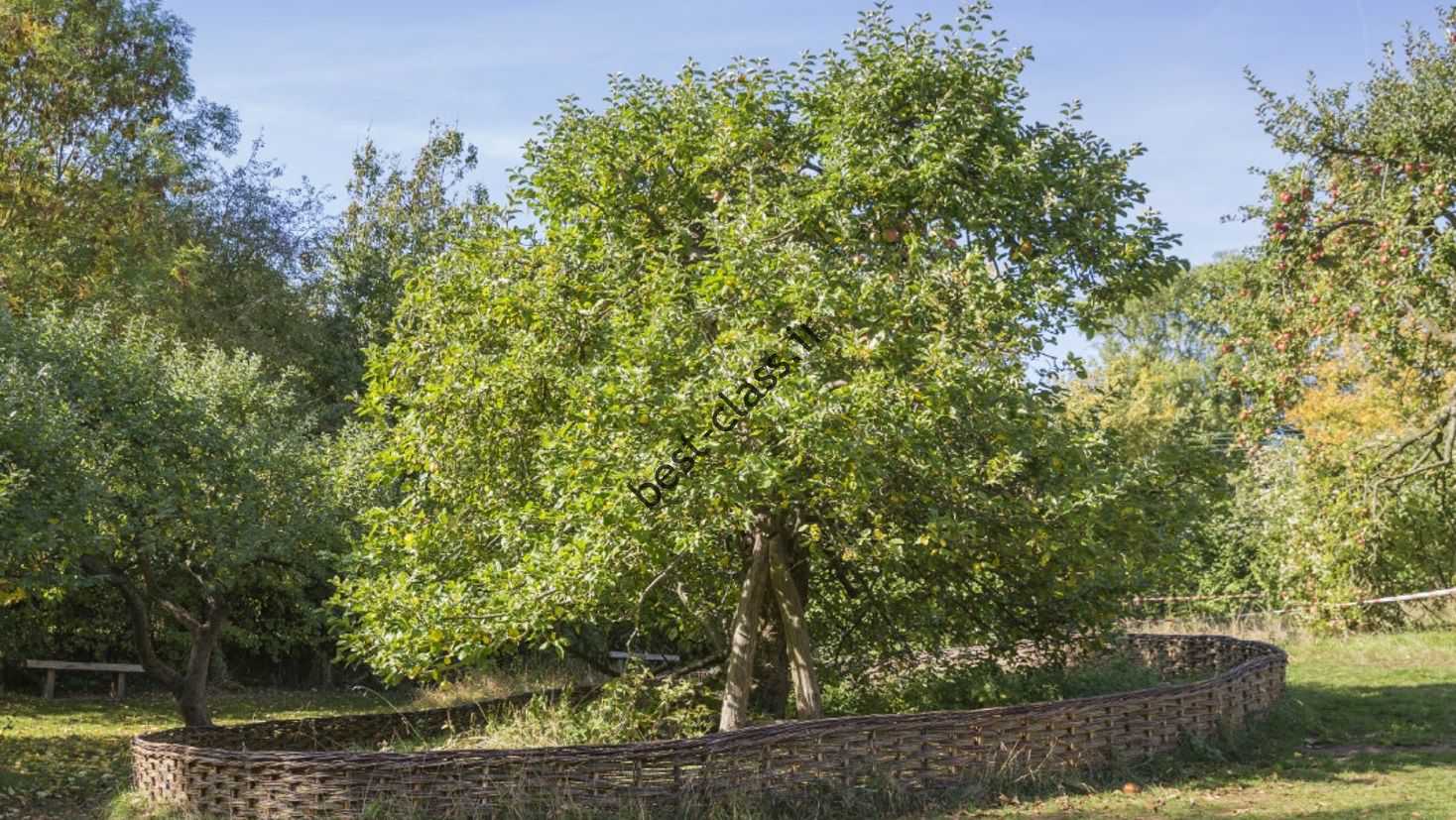 درخت سیب نیوتن در حیاط خلوت ولستورپ